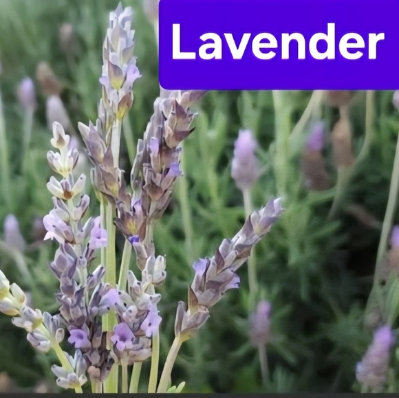 Limited Supply! Hand Crafted Lavender Shea Butter Soap 4oz Bar - Picture 2 of 6